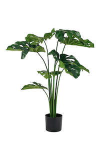 Trees And Topiaries: Monstera Plant 105cm