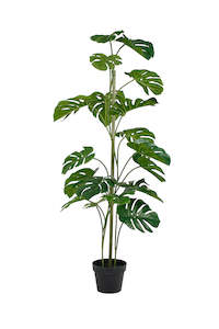 Trees And Topiaries: Monstera Plant 120cm