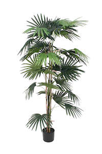 Fan Palm Tree 150cm