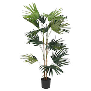 Trees And Topiaries: Fan Palm Tree 91cm