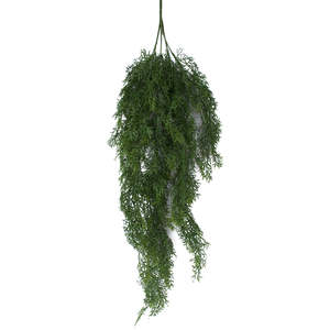 Asparagus Fern - 88cm Bush