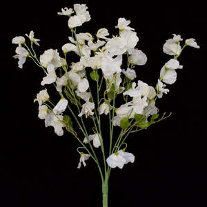 Sweet Pea Flowers - White Pearl - DUE AUGUST 2026