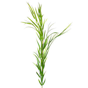 Bamboo Grass - Extra Tall