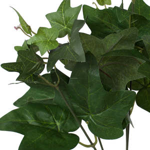Ivy Bush - Medium ✰✰✰ SPECIAL ✰✰✰