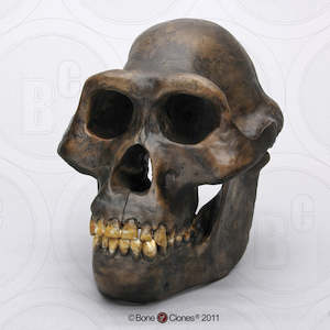 Products: Australopithecus Afarensis Skull