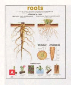 Science Posters: Roots Structure Educational Poster – 520 × 760 mm