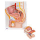 Male Pelvis Model in Median Section 2 part