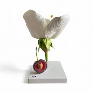 Special Offer: Damaged Packaging - 3B Scientific® Cherry Blossom with Fruit (Prunus avium)