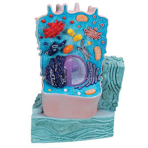Cellular: Model Typical Animal Cell