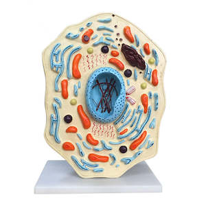 Cellular: Typical Animal Cell Model PVC