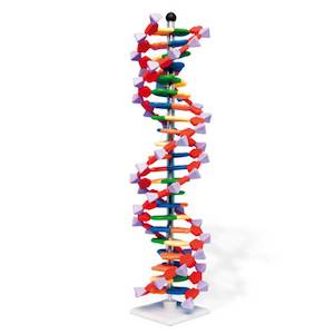 Cellular: DNA Double Helix Model, 22 Segments, miniDNA Kit