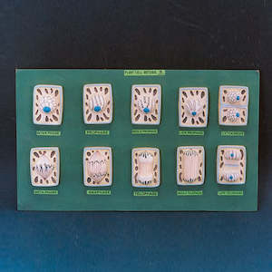 Cellular: Mitosis Plant Model