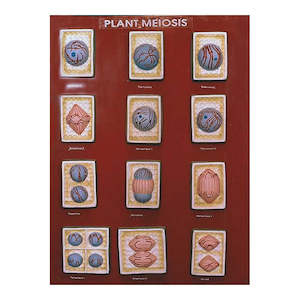 Cellular: Meiosis Plant Model