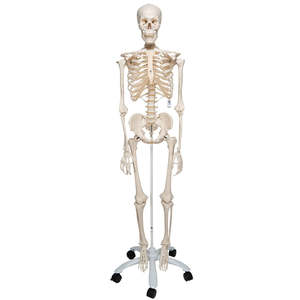 Human Skeleton Model “Stan” – Life-Size with Stand & Castors (3B Scientific®)