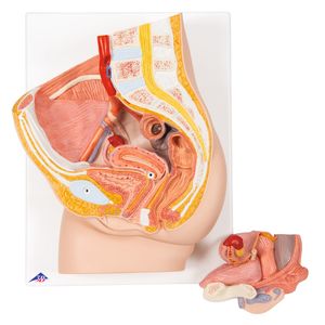 Female Pelvis Model in Median Section – 2 Part (3B Scientific®)