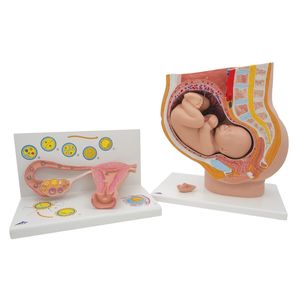 Anatomy: Anatomy Set Pregnancy (3B Scientific®)