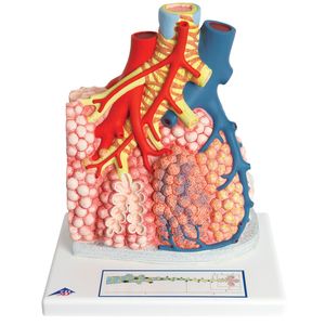 Anatomy: Model of Pulmonary Lobule with Surrounding Blood Vessels, 130 Times Magnified (3B Scientific®)