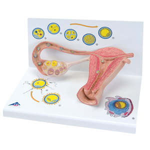 Ovaries & Fallopian Tubes Model with Stages of Fertilization, 2 Times Magnified &hellip;