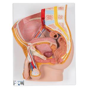 Male Pelvis Model in Median Section – 2 Part (3B Scientific®)