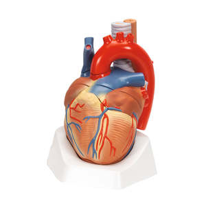 Human Heart Model – 7 Part (3B Scientific®)