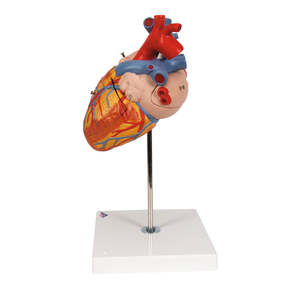 Human Heart Model, 2 Times Life-Size – 4 Part (3B Scientific®)