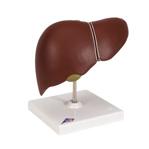 Liver Model with Gall Bladder (3B Scientific®)