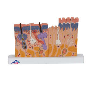 Anatomy: Human Skin Section Model, 40 Times Full-Size (3B Scientific®)
