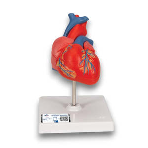 Classic Human Heart Model – 2 Part (3B Scientific®)