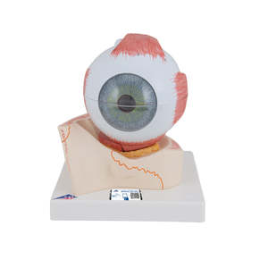 Human Eye Model, 5 Times Full-Size – 7 Part (3B Scientific®)