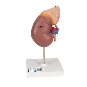 Kidney Model with Adrenal Gland – 2 Part (3B Scientific®)