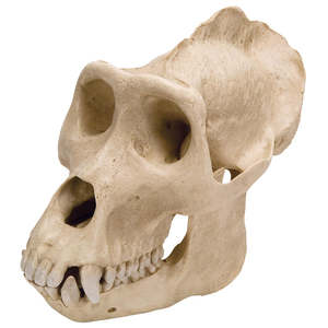 Gorilla Skull (Gorilla gorilla) – Male Replica (3B Scientific®)