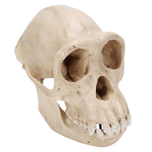 Anatomy: Chimpanzee Skull (Pan troglodytes) – Female Replica (3B Scientific®)