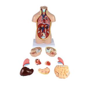Torso Mini Economy – 12 Part Human Anatomy Model