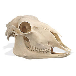 Sheep Skull (Ovis aries) – Replica Model