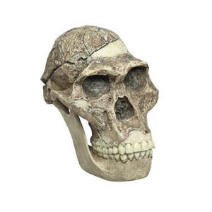 Australopithecus africanus Cranium Sts 5 “Mrs. Ples” with Reconstructed Jaw &hellip;