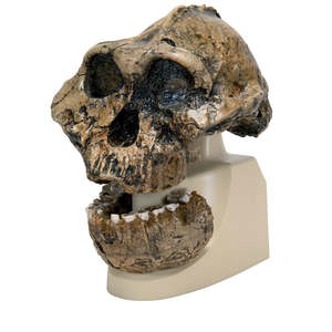 Australopithecus Olduvai / Boisei Skull – KNM-ER 406 with Partial Mandible (3B&hellip;