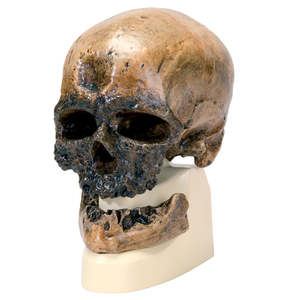 Anthropology: Homo sapiens Skull (Crô-Magnon) (3B Scientific®)