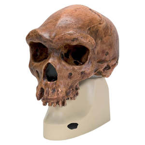 Anthropology: Skull Broken Hill / Kabwe – Homo rhodesiensis (3B Scientific®)