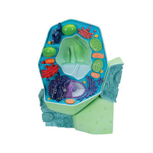 Typical Plant Cell Model – 2 Part