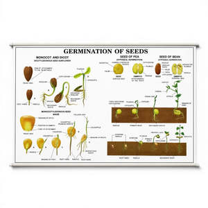 Wall Chart – Germination of Seeds