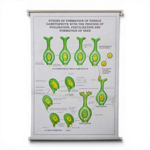 Wall Chart – Stages of Formation of Female Gametophyte, Pollination, Fertilisa&hellip;