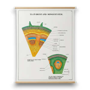 Wall Chart – T.S. in Dicot and Monocot Stem