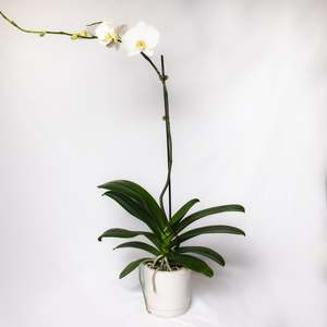 Orchid - Phalaenopsis