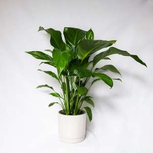 Plants: House Plant Weekly Special