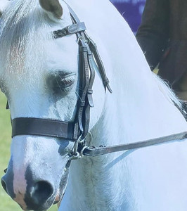 Products: Native Welsh Pony Bridles DH Equestrian