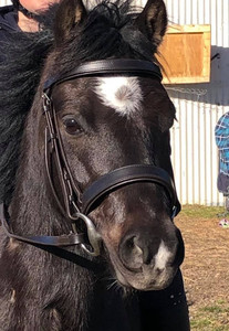 Products: Pony Hunter Bridle DH Equestrian
