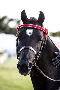 Products: Pony Show Bridles DH Equestrian