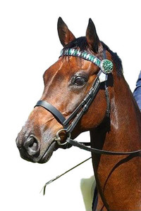 Products: Show Bridles Cob, Full & Extra Full Sizes DH Equestrian