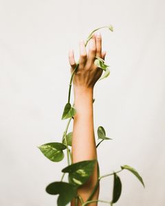 Ladies Beauty: Half Arm Wax