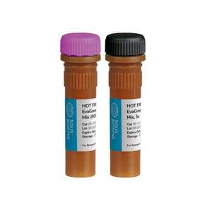 Products: 5x HOT FIREPol® EvaGreen® HRM Mix, 1 ml